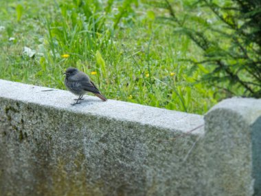 Juvenile Black Redstart (Phoenicurus ochruros) İsviçre 'nin Zürih kentinde bir taşın üzerinde oturuyor.