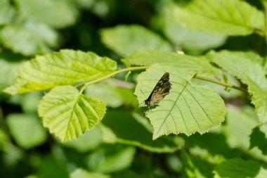 Benekli Kelebek (Pararge aegeria) İsviçre 'nin Zürih kentinde yeşil bir yaprağın üzerinde oturuyor.