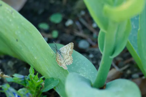 Erkek Ortak Heath (Ematurga atomaria) İsviçre 'nin Zürih kentindeki bir bitkinin üzerine tünemiş güve.