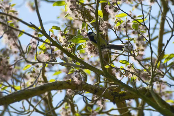Great tit (Parus major) sitting in a paper mulberry tree in Zurich, Switzerland