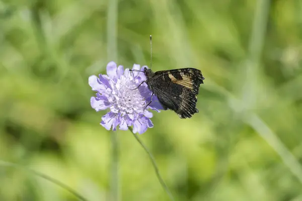 stock image Small Tortoiseshell Butterfly (Aglais urticae) sitting on a small scabious in Zurich, Switzerland