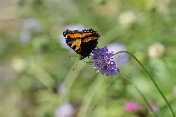 stock image Small Tortoiseshell Butterfly (Aglais urticae) sitting on a small scabious in Zurich, Switzerland