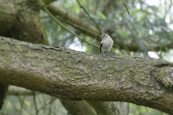 stock image Female common chaffinch (Fringilla coelebs) sitting in a tree in Zurich, Switzerland