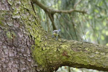 Juvenile eurasian blue tit (Cyanistes caeruleus) sitting on a tree trunk in Zurich, Switzerland