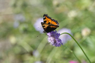 Küçük Kaplumbağa Kelebeği (Aglais urticae) İsviçre 'nin Zürih şehrinde küçük bir kabuğun üzerinde oturuyor.