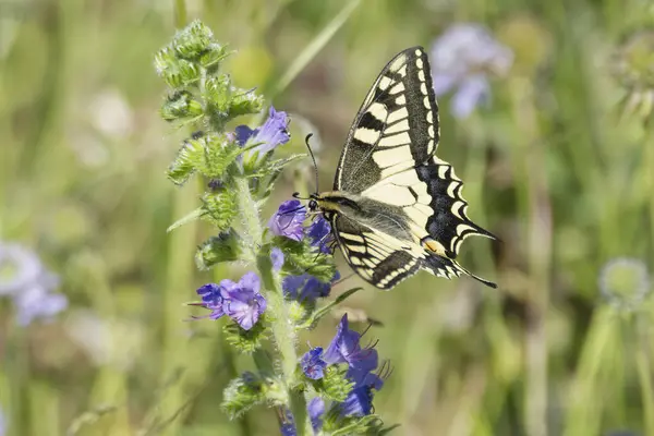 Eski Dünya Kırlangıç Kuyruğu (