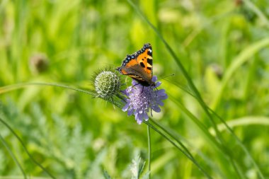 Küçük Kaplumbağa Kelebeği (Aglais urticae) İsviçre 'nin Zürih şehrinde küçük bir kabuğun üzerinde oturuyor.