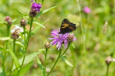 İsviçre, Zürih 'te pembe çiçeğin üzerinde oturan küçük kaplumbağa kabuğu kelebeği (Aglais urticae)