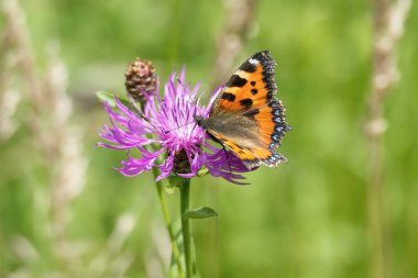 İsviçre, Zürih 'te pembe çiçeğin üzerinde oturan küçük kaplumbağa kabuğu kelebeği (Aglais urticae)