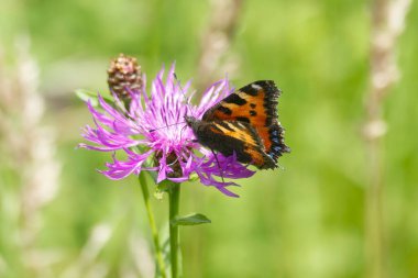 İsviçre, Zürih 'te pembe çiçeğin üzerinde oturan küçük kaplumbağa kabuğu kelebeği (Aglais urticae)