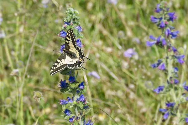 stock image Old World Swallowtail or common yellow swallowtail (Papilio machaon) sitting on blueweed in Zurich, Switzerland