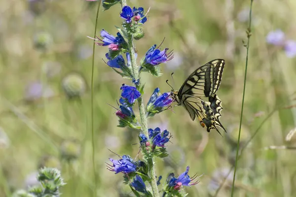 stock image Old World Swallowtail or common yellow swallowtail (Papilio machaon) sitting on blueweed in Zurich, Switzerland