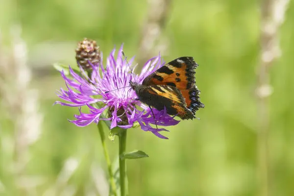 İsviçre, Zürih 'te pembe çiçeğin üzerinde oturan küçük kaplumbağa kabuğu kelebeği (Aglais urticae)