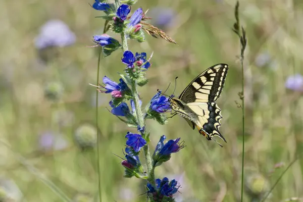 Eski Dünya Kırlangıç Kuyruğu (