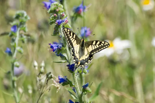 stock image Old World Swallowtail or common yellow swallowtail (Papilio machaon) sitting on blueweed in Zurich, Switzerland