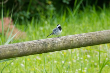 Beyaz kuyruklu (Motacilla alba) İsviçre 'nin Zürih kentindeki ahşap bir çitte oturuyor.