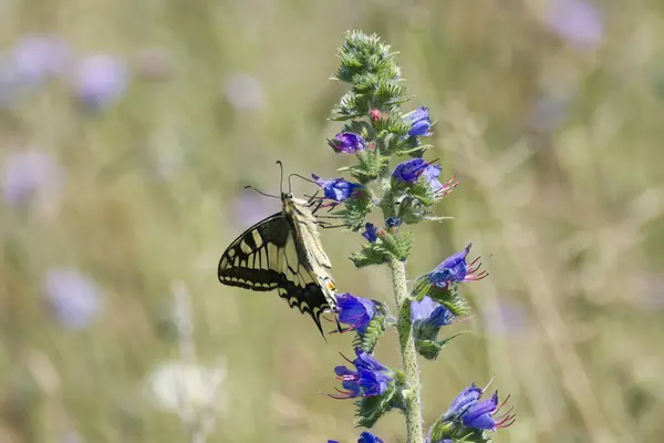 stock image Old World Swallowtail or common yellow swallowtail (Papilio machaon) sitting on blueweed in Zurich, Switzerland