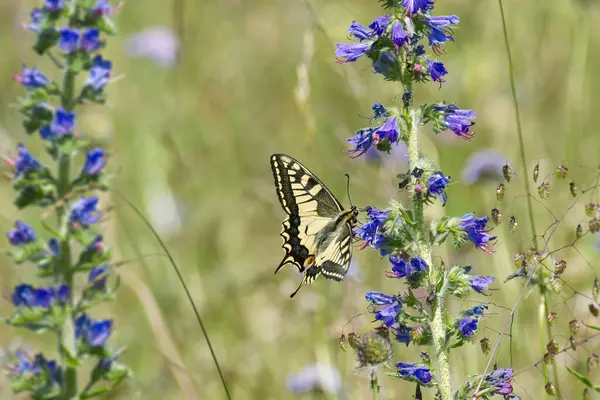 stock image Old World Swallowtail or common yellow swallowtail (Papilio machaon) sitting on blueweed in Zurich, Switzerland