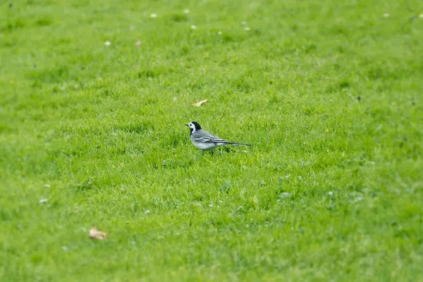 Beyaz kuyruklu (Motacilla alba) İsviçre, Zürih 'te çimlerin üzerinde oturuyor