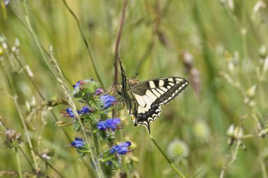 Eski Dünya Kırlangıç Kuyruğu (