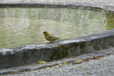 European greenfinch (Chloris chloris) sitting on the edge of a water fountain in Zurich, Switzerland clipart