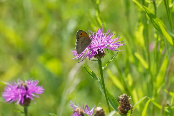 stock image Meadow brown (maniola jurtina) butterfly sitting on a pink flower in Zurich, Switzerland