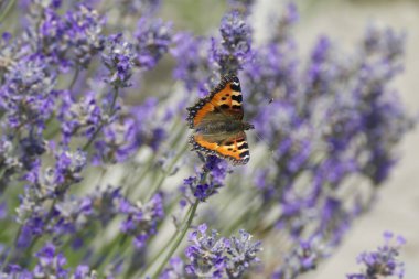 İsviçre 'nin Zürih kentindeki lavanta bitkisine tünemiş küçük kaplumbağa kabuğu kelebeği (Aglais urticae)