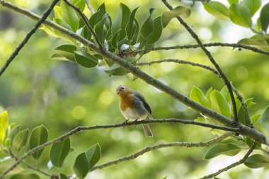 Zürih, İsviçre 'de bir ağaç dalında oturan Avrupa bülbülü (Erithacus rubecula)