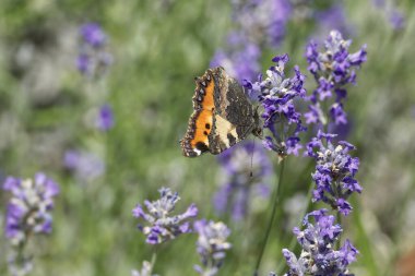İsviçre 'nin Zürih kentindeki lavanta bitkisine tünemiş küçük kaplumbağa kabuğu kelebeği (Aglais urticae)