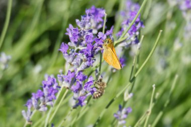 Large Skipper butterfly (Ochlodes sylvanus) perched on lavender plant in Zurich, Switzerland clipart