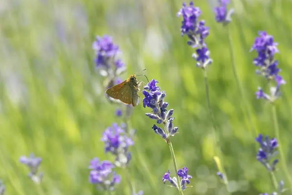 Büyük Skipper Kelebeği (Ochlodes sylvanus) İsviçre 'nin Zürih kentindeki lavanta bitkisine tünemiştir.