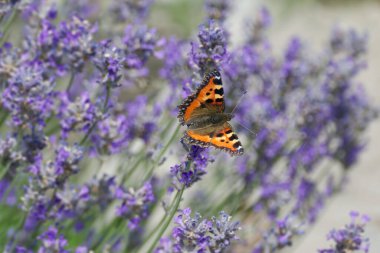 İsviçre 'nin Zürih kentindeki lavanta bitkisine tünemiş küçük kaplumbağa kabuğu kelebeği (Aglais urticae)