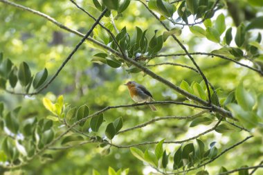 Zürih, İsviçre 'de bir ağaç dalında oturan Avrupa bülbülü (Erithacus rubecula)