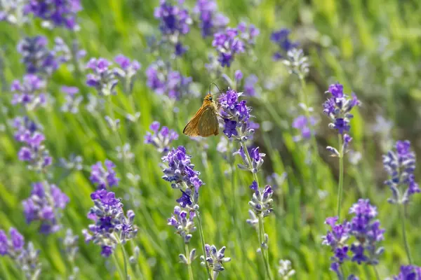 stock image Large Skipper butterfly (Ochlodes sylvanus) perched on lavender plant in Zurich, Switzerland