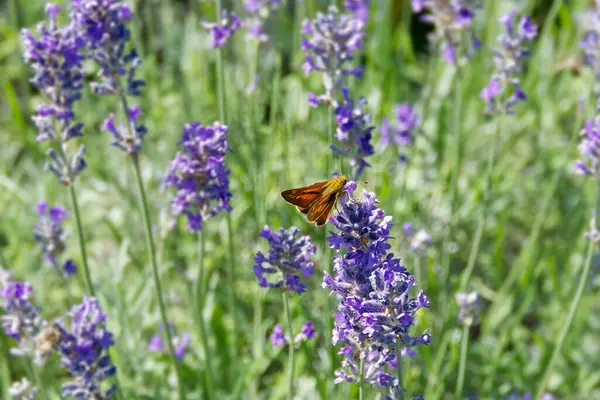 stock image Large Skipper butterfly (Ochlodes sylvanus) perched on lavender plant in Zurich, Switzerland