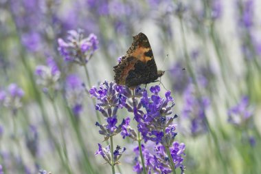 İsviçre 'nin Zürih kentindeki lavanta bitkisine tünemiş küçük kaplumbağa kabuğu kelebeği (Aglais urticae)