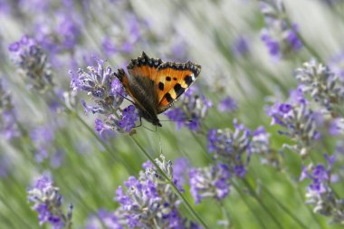 İsviçre 'nin Zürih kentindeki lavanta bitkisine tünemiş küçük kaplumbağa kabuğu kelebeği (Aglais urticae)