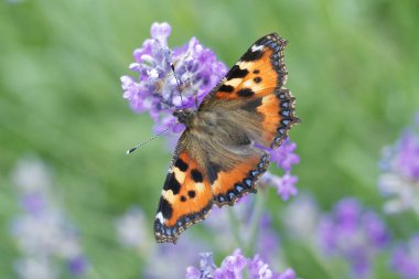 İsviçre 'nin Zürih kentindeki lavanta bitkisine tünemiş küçük kaplumbağa kabuğu kelebeği (Aglais urticae)