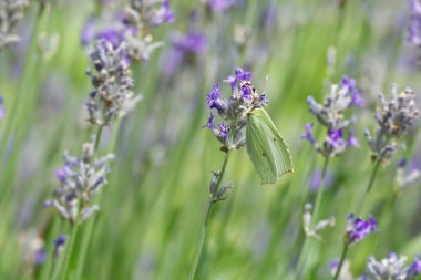 İsviçre, Zürih 'te lavantanın üzerinde oturan yaygın kükürt kelebeği (Gonepteryx rhamni)