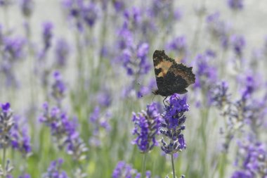 İsviçre 'nin Zürih kentindeki lavanta bitkisine tünemiş küçük kaplumbağa kabuğu kelebeği (Aglais urticae)