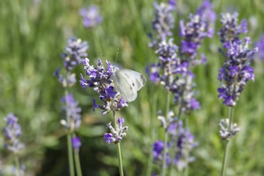 Küçük beyaz kelebek (Pieris rapae) İsviçre, Zürih 'te lavanta üzerine tünemiştir.