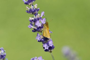 Large Skipper butterfly (Ochlodes sylvanus) perched on lavender plant in Zurich, Switzerland clipart