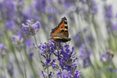 İsviçre 'nin Zürih kentindeki lavanta bitkisine tünemiş küçük kaplumbağa kabuğu kelebeği (Aglais urticae)