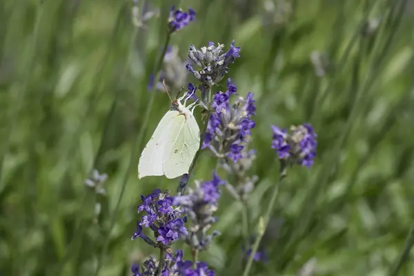 stock image Common brimstone butterfly (Gonepteryx rhamni) sitting on lavender in Zurich, Switzerland