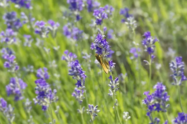 Büyük Skipper Kelebeği (Ochlodes sylvanus) İsviçre 'nin Zürih kentindeki lavanta bitkisine tünemiştir.