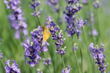 Büyük Skipper Kelebeği (Ochlodes sylvanus) İsviçre 'nin Zürih kentindeki lavanta bitkisine tünemiştir.