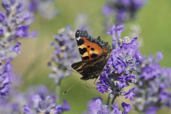 stock image Small tortoiseshell butterfly (Aglais urticae) perched on lavender plant in Zurich, Switzerland