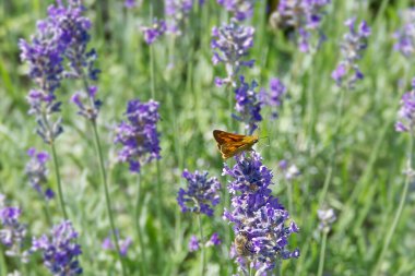 Large Skipper butterfly (Ochlodes sylvanus) perched on lavender plant in Zurich, Switzerland clipart