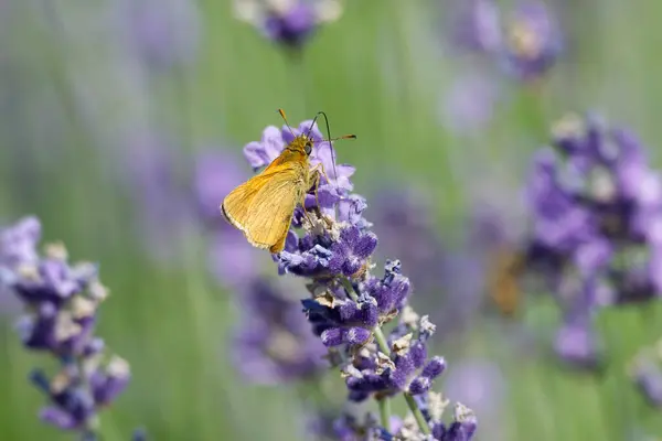 stock image Large Skipper butterfly (Ochlodes sylvanus) perched on lavender plant in Zurich, Switzerland