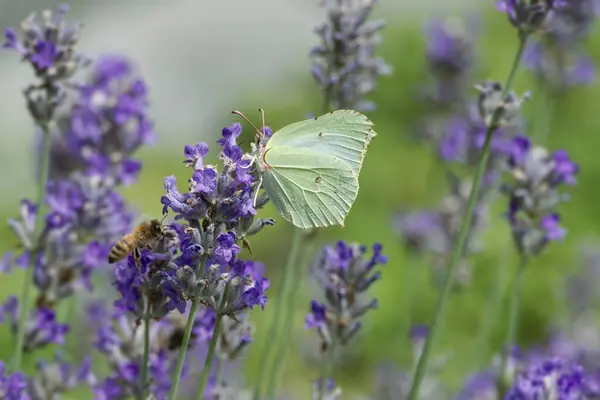 İsviçre, Zürih 'te lavantanın üzerinde oturan yaygın kükürt kelebeği (Gonepteryx rhamni)